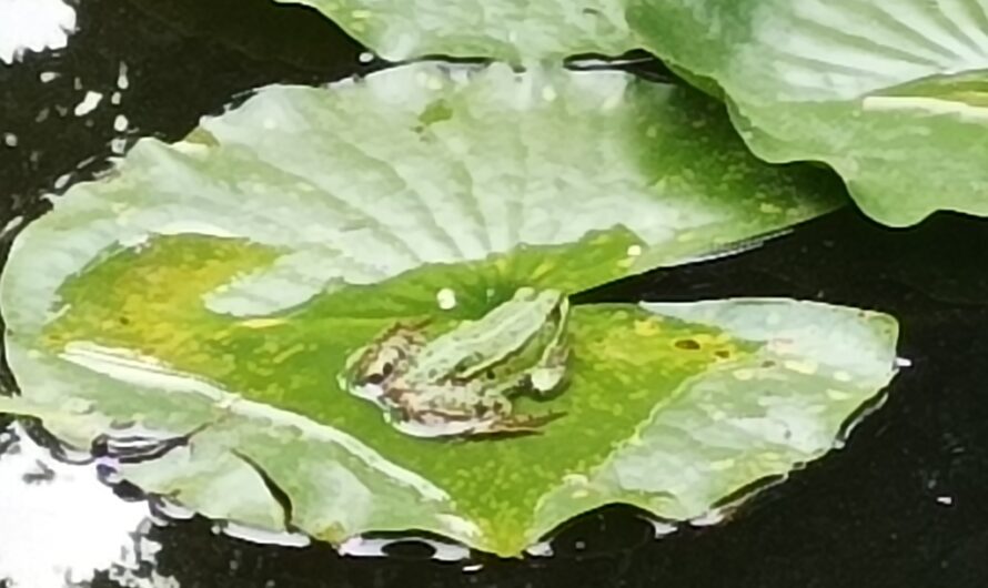 Frosch bei den Naturfreunden