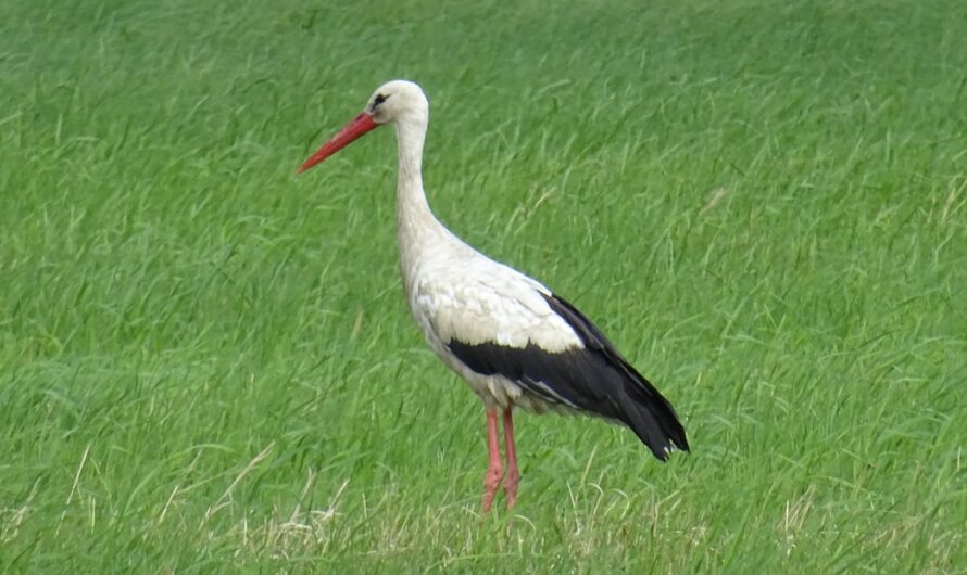 Slowakischer Storch