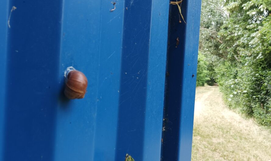 Schnecke am Container