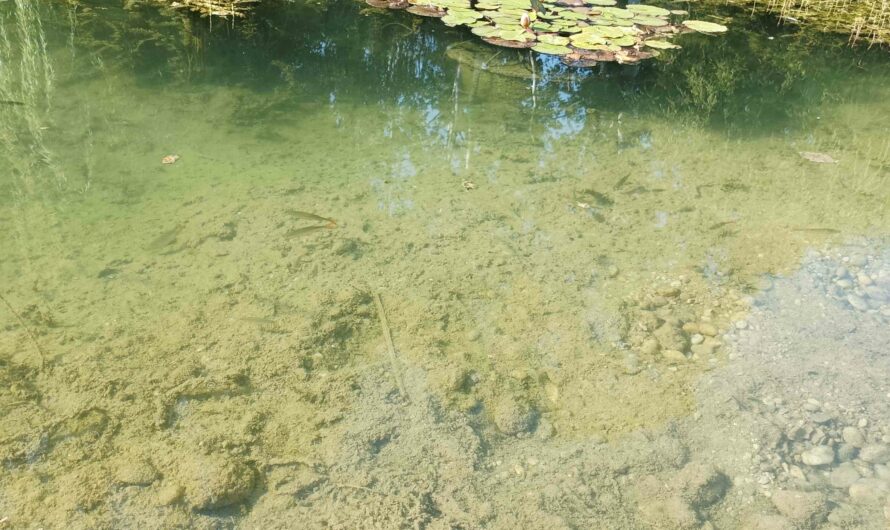 Fische im Floridsdorfer Wasserpark