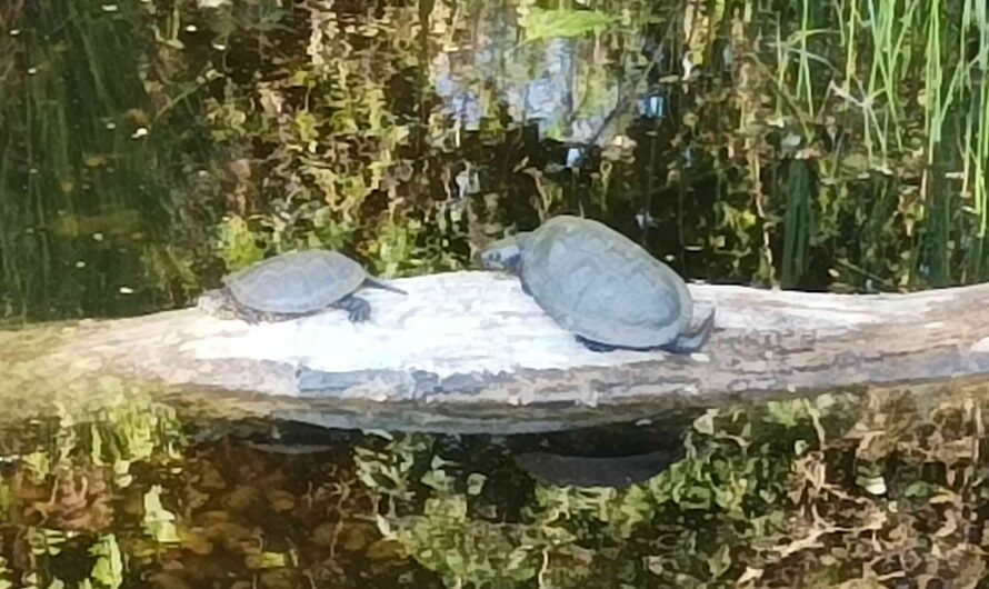 Schildkrötenpaar bei Orth