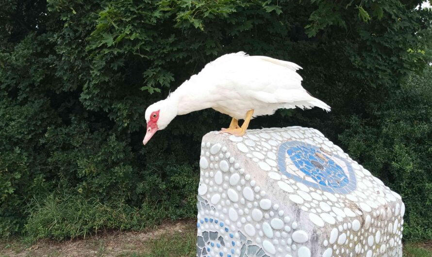 Ente auf dem Mosaik