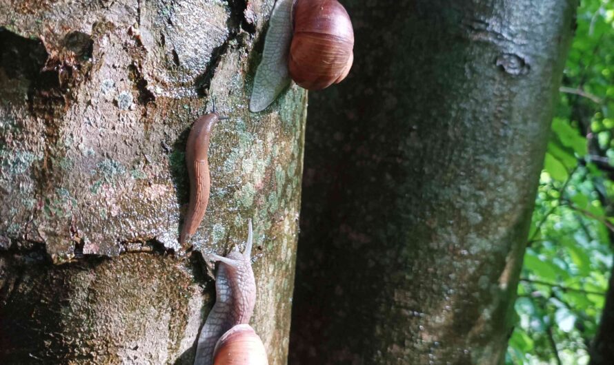 Schnecken am Stamm
