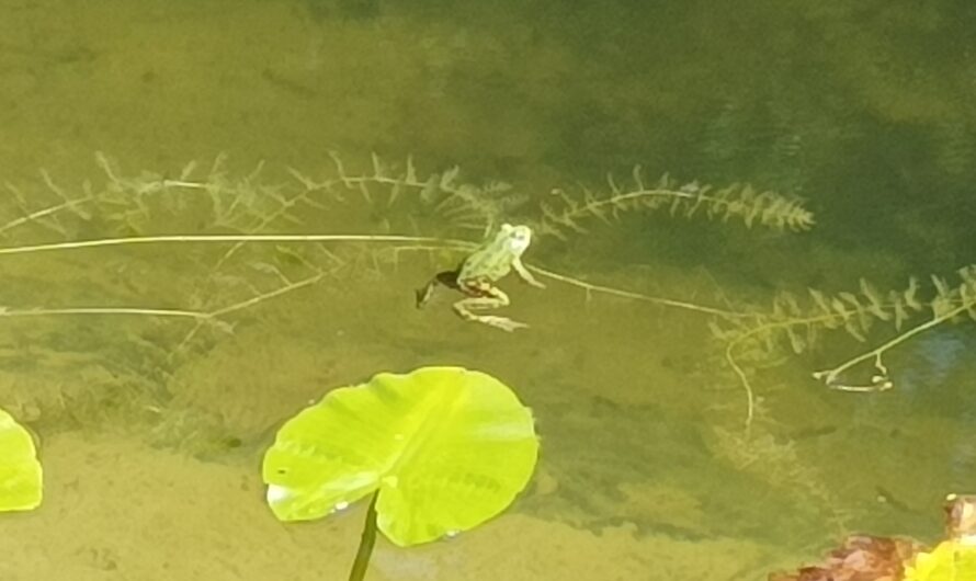 Kleiner Frosch im neuen Teich