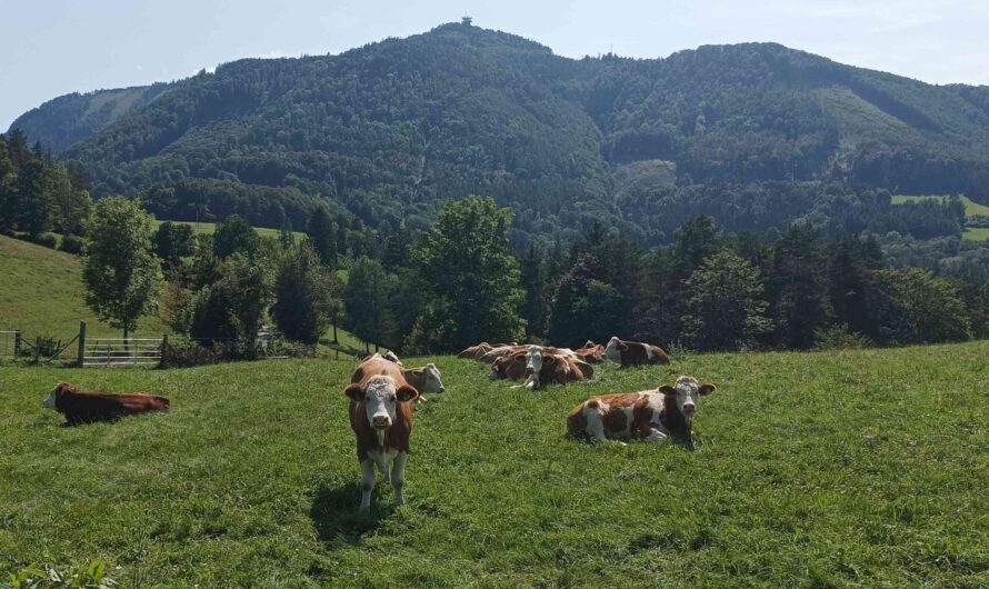 Kühe vor dem Mucki