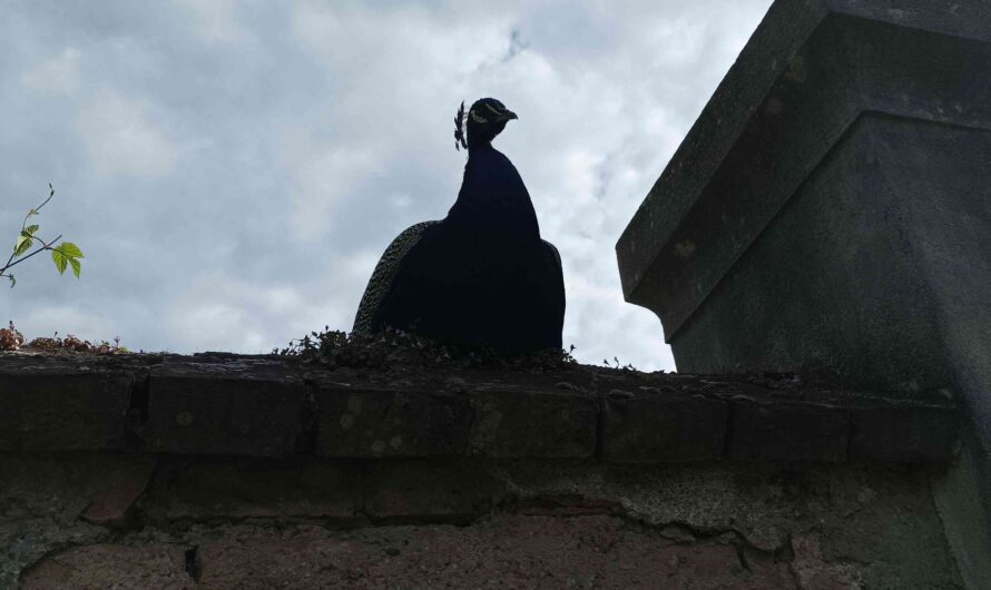Pfau auf der Mauer