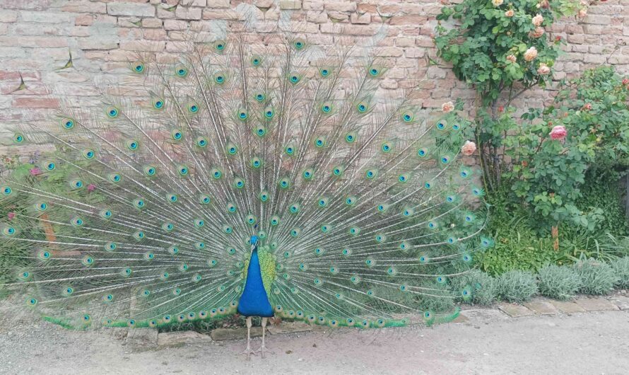Rad schlagen im Schlossgarten