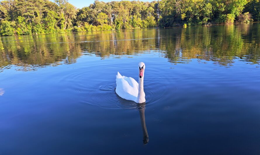 Schwan in Laxenburg