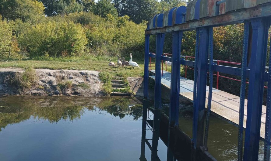 Slowakische Schwanenfamilie