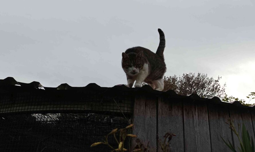 Katze bei den Greifvögeln