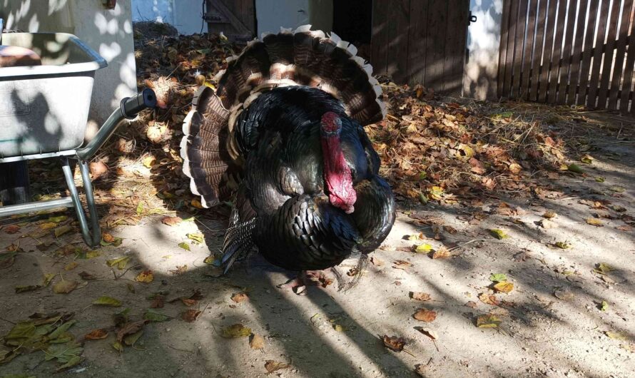 Truthahn von Niedersulz