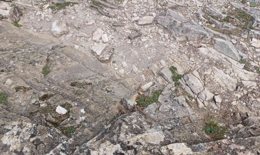 verdammt gut getarnt