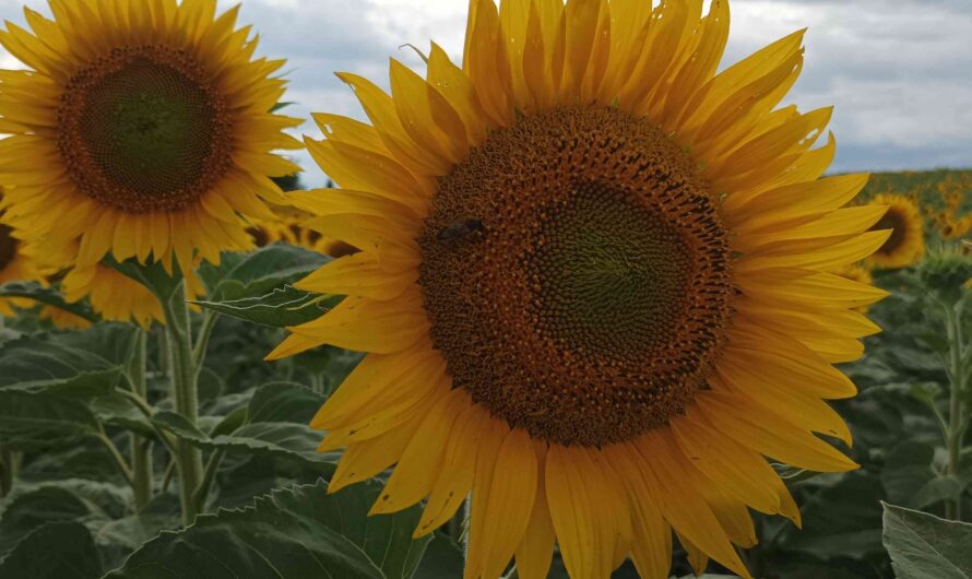 Biene auf Sonnenblume