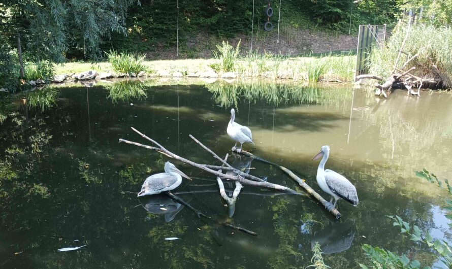 Steierische Pelikane