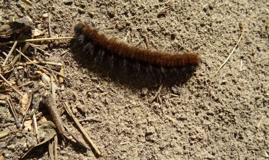 Kleine Raupe am Fuchsenberg